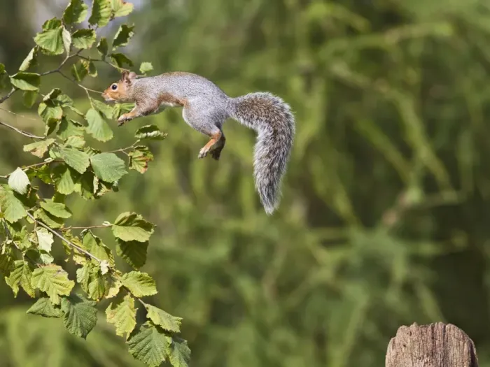 Framed Print : Grey Squirrel - jumping to hazel bush - Bedfordshire UK 11392 Framed Print : Grey Squirrel - jumping to hazel bush - Bedfordshire UK 11392