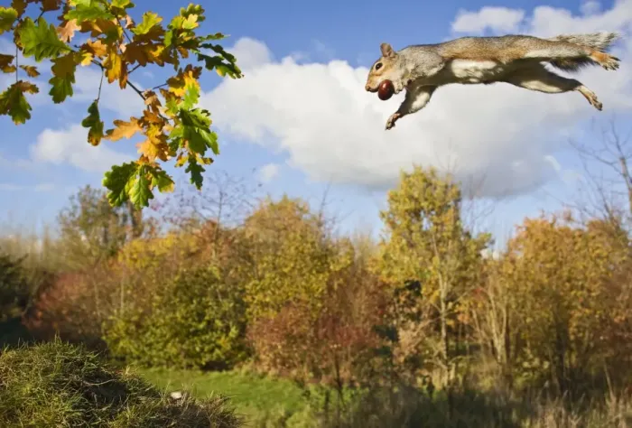 Framed Print : Grey Squirrel - jumping in mid-air - with nut in mouth - wide angle - Bedfordshire UK 11478 Framed Print : Grey Squirrel - jumping in mid-air - with nut in mouth - wide angle - Bedfordshire UK 11478