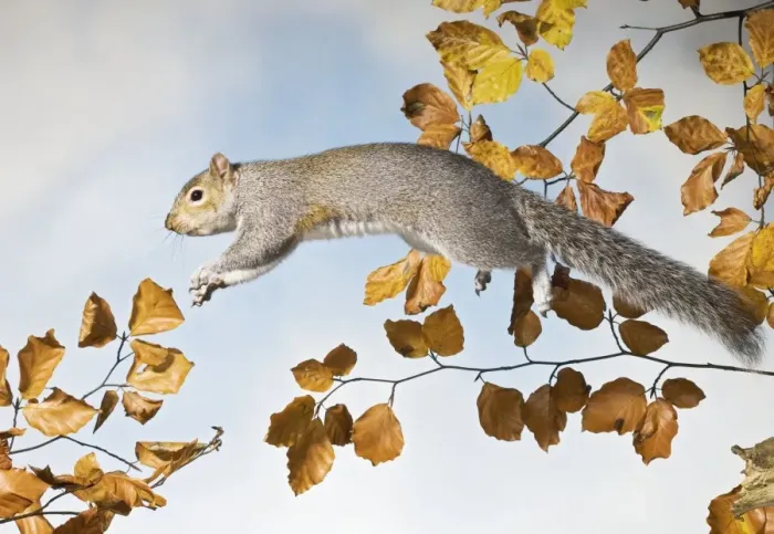 Framed Print : Grey squirrel - jumping side view UK 005339 Framed Print : Grey squirrel - jumping side view UK 005339