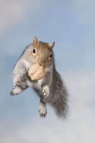 Grey squirrel - jumping with walnut front view Bedfordshire UK 005362