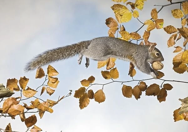 Grey squirrel - jumping with walnut side view UK 005337