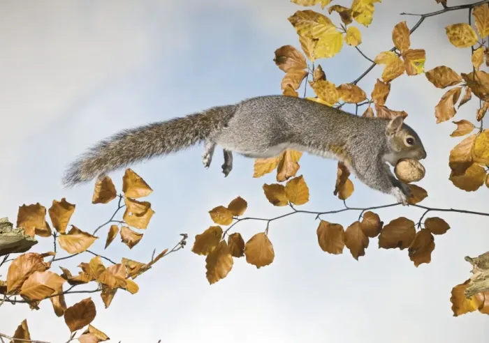 Framed Print : Grey squirrel - jumping with walnut side view UK 005337 Framed Print : Grey squirrel - jumping with walnut side view UK 005337