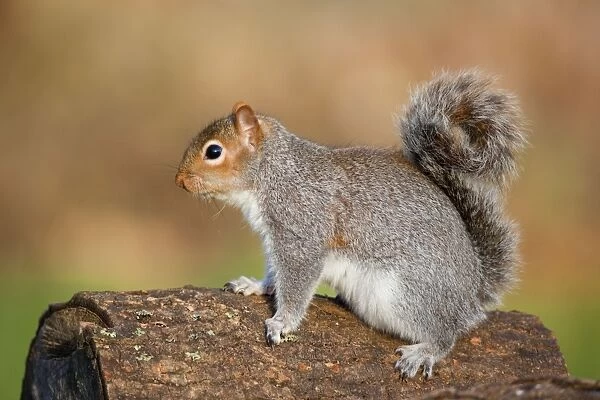 Grey Squirrel - on log - Cornwall - UK