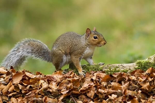 Grey Squirrel - looking for food amongst autumn leaves - October - Cannock Chase - Staffordshire - England