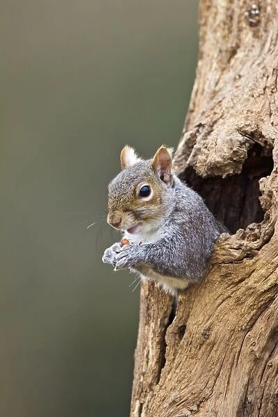 Grey Squirrel - looking out from hole in tree - Bedfordshire UK 12584