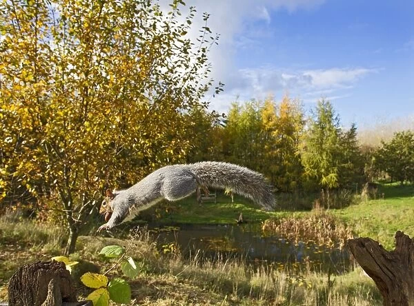 Grey Squirrel - in mid-air jumping to gate post - with nut in mouth - wide angle - Bedfordshire UK 11468