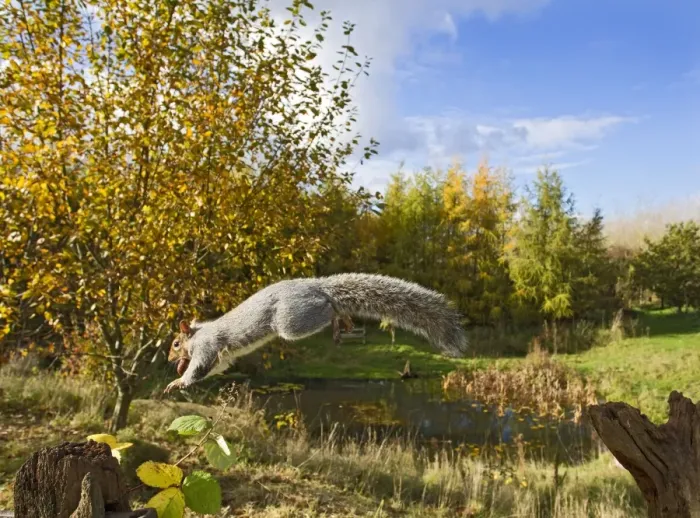 Framed Print : Grey Squirrel - in mid-air jumping to gate post - with nut in mouth - wide angle - Bedfordshire UK 11468 Framed Print : Grey Squirrel - in mid-air jumping to gate post - with nut in mouth - wide angle - Bedfordshire UK 11468