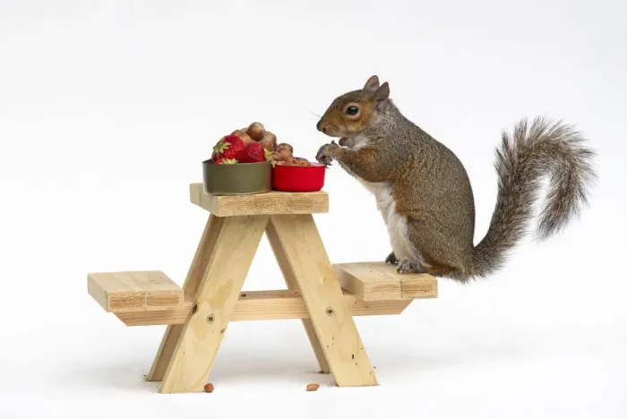 Framed Print : Grey Squirrel on a miniature picnic bench eating nuts & fruit Framed Print : Grey Squirrel on a miniature picnic bench eating nuts & fruit