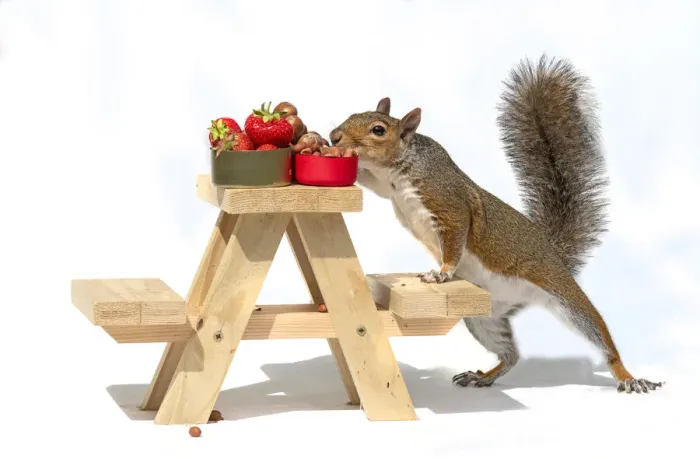 Framed Print : Grey Squirrel on a miniature picnic bench eating nuts & fruit Framed Print : Grey Squirrel on a miniature picnic bench eating nuts & fruit