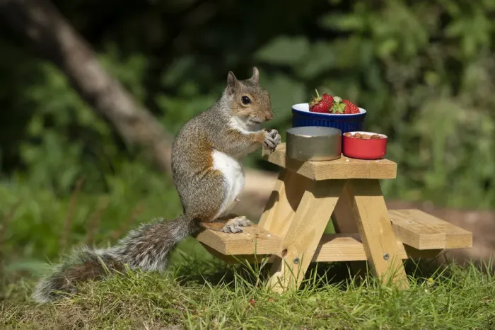 Framed Print : Grey Squirrel on a miniature picnic bench eating nuts & fruit Framed Print : Grey Squirrel on a miniature picnic bench eating nuts & fruit