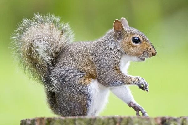 Grey Squirrel - Norfolk - UK