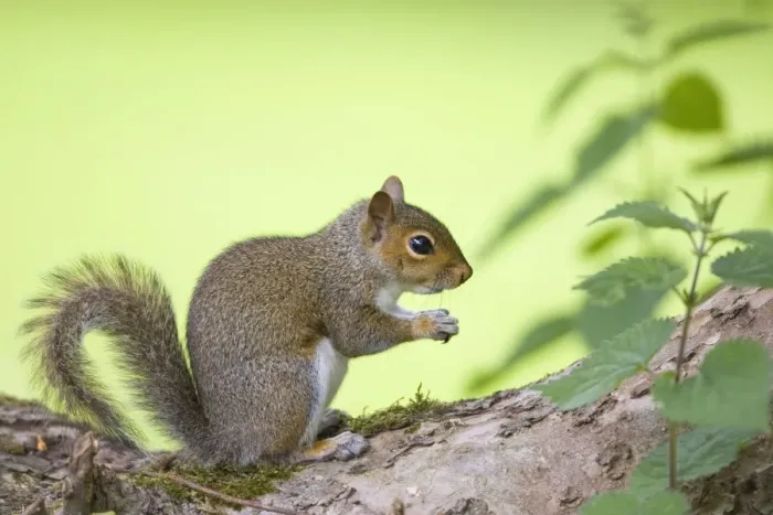 Framed Print : Grey Squirrel - Norfolk - UK Framed Print : Grey Squirrel - Norfolk - UK
