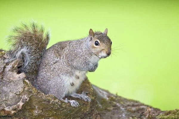 Grey Squirrel Nursing female sitting on Log Norfolk UK