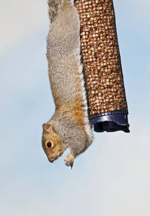 Framed Print : Grey squirrel - on peanut feeder UK 005369 Framed Print : Grey squirrel - on peanut feeder UK 005369