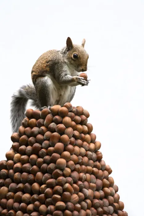 Framed Print : Grey Squirrel on a pile of hazelnuts, white background Framed Print : Grey Squirrel on a pile of hazelnuts, white background