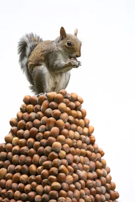 Framed Print : Grey Squirrel on a pile of hazelnuts, white background Framed Print : Grey Squirrel on a pile of hazelnuts, white background