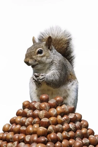 Grey Squirrel - on pyramid of Hazelnuts