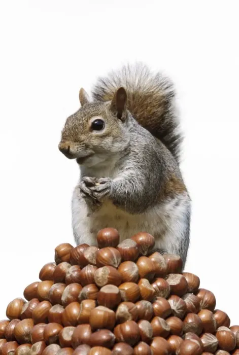 Framed Print : Grey Squirrel - on pyramid of Hazelnuts
