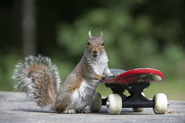 Grey squirrel riding on a skateboard, natural setting