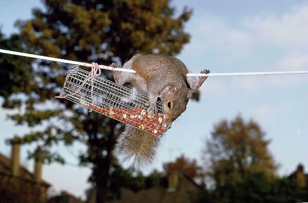 Grey Squirrel - robbing peanut holder