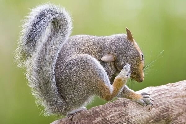 Grey Squirrel Scatching head Norfolk UK