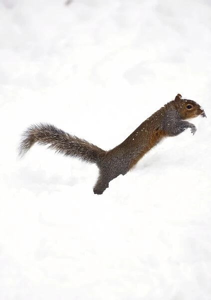 Grey Squirrel searching for food in snow UK January
