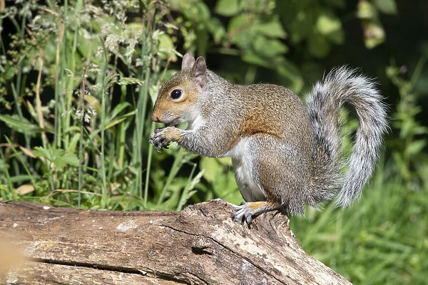 Grey squirrel sitting eating a nut, natural setting