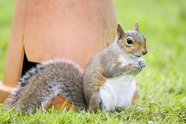 Grey Squirrel - sitting by flower pot - Norfolk England