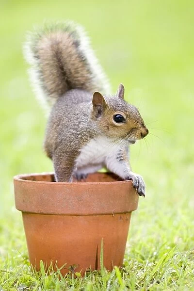 Grey Squirrel - sitting on flower pot - Norfolk England