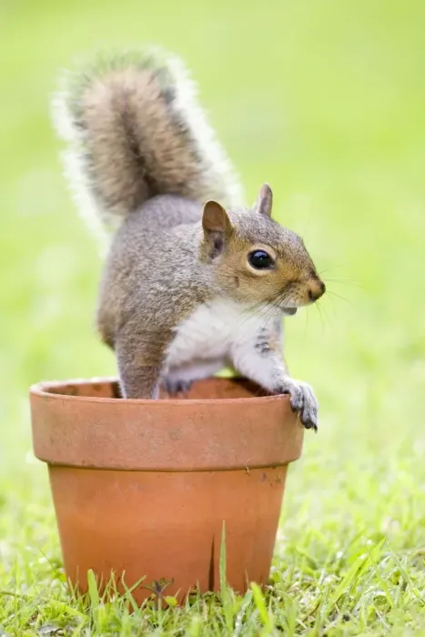 Framed Print : Grey Squirrel - sitting on flower pot - Norfolk England Framed Print : Grey Squirrel - sitting on flower pot - Norfolk England