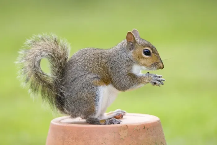 Framed Print : Grey Squirrel - sitting on flower pot - Norfolk England Framed Print : Grey Squirrel - sitting on flower pot - Norfolk England