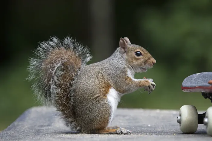 Framed Print : Grey squirrel sitting near a skateboard, eating a nut Framed Print : Grey squirrel sitting near a skateboard, eating a nut