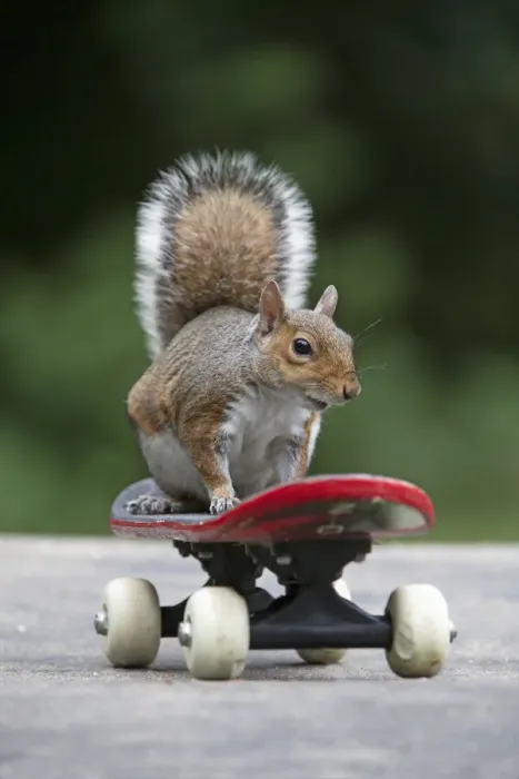 Framed Print : Grey squirrel sitting on a skateboard, natural setting Framed Print : Grey squirrel sitting on a skateboard, natural setting