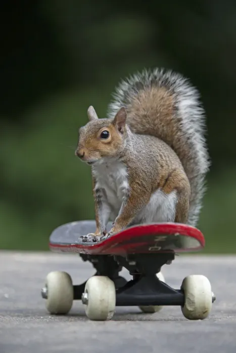 Framed Print : Grey squirrel sitting on a skateboard, natural setting Framed Print : Grey squirrel sitting on a skateboard, natural setting