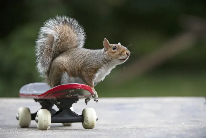 Framed Print : Grey squirrel sitting on a skateboard, natural setting Framed Print : Grey squirrel sitting on a skateboard, natural setting