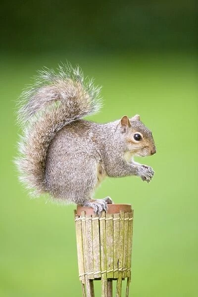 Grey Squirrel Sitting on small raised flower pot Norfolk UK