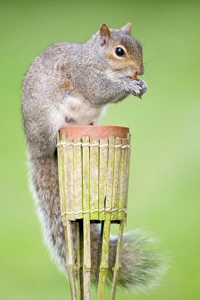 Grey Squirrel Sitting on small raised flower pot Norfolk UK
