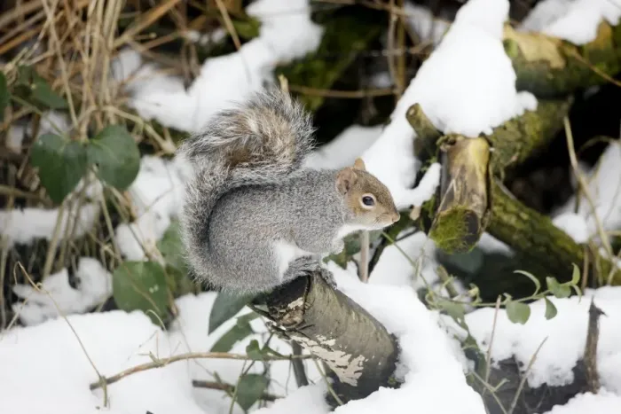 Framed Print : Grey Squirrel - In snow - Oxon - UK - February Framed Print : Grey Squirrel - In snow - Oxon - UK - February