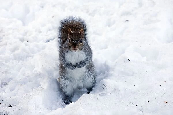 Grey Squirrel - on snow - in the Public Gardens at Christmas - Boston Ma - USA