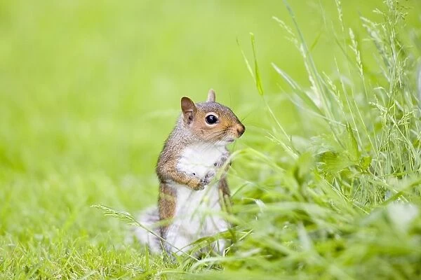 Grey Squirrel Standing on Lawn Norfolk UK