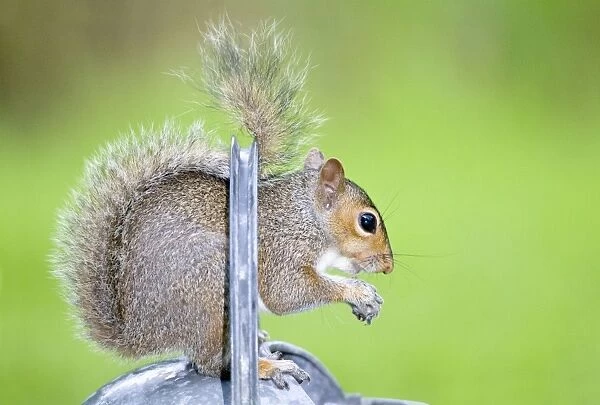 Grey Squirrel Standing on metal watering can Norfolk UK
