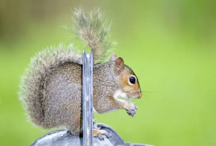 Framed Print : Grey Squirrel Standing on metal watering can Norfolk UK Framed Print : Grey Squirrel Standing on metal watering can Norfolk UK