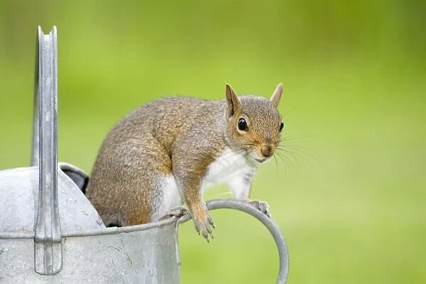 Grey Squirrel Standing on metal watering can Norfolk UK