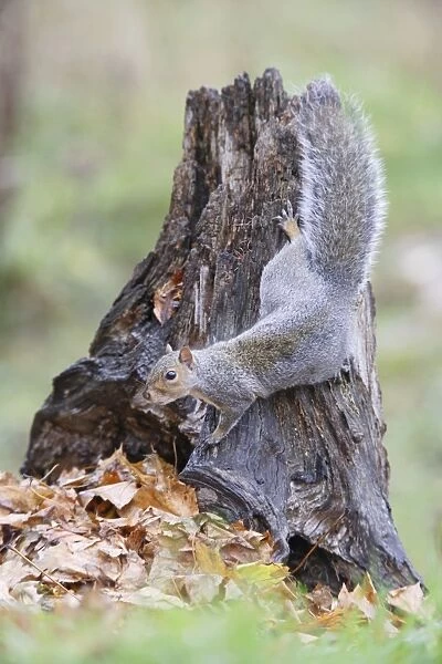 Grey Squirrel - on stump - Bedfordshire UK 007785
