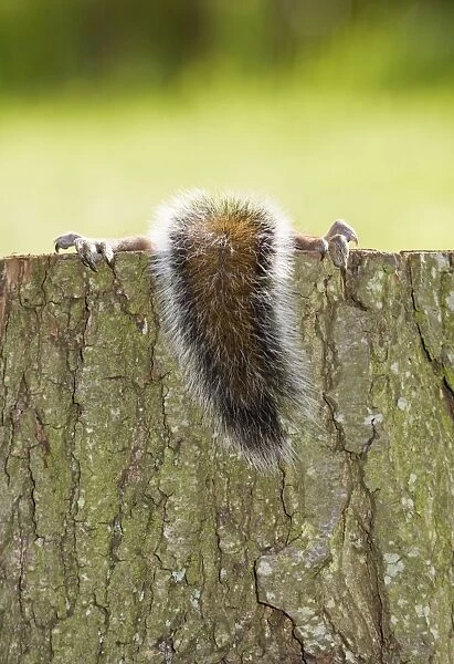 Grey Squirrel - tail and claws on tree stump - Norfolk - UK