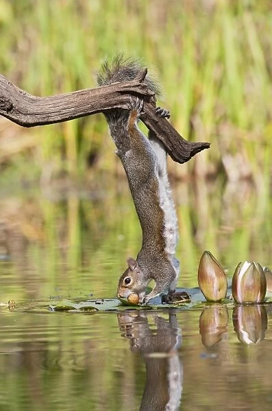 Grey Squirrel - taking nuts from surface of pond - Bedfordshire UK 11493
