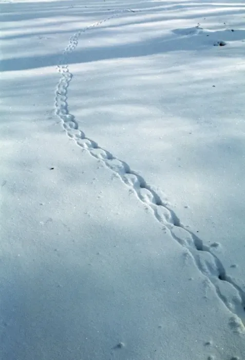 Framed Print : Grey Squirrel tracks in snow Framed Print : Grey Squirrel tracks in snow
