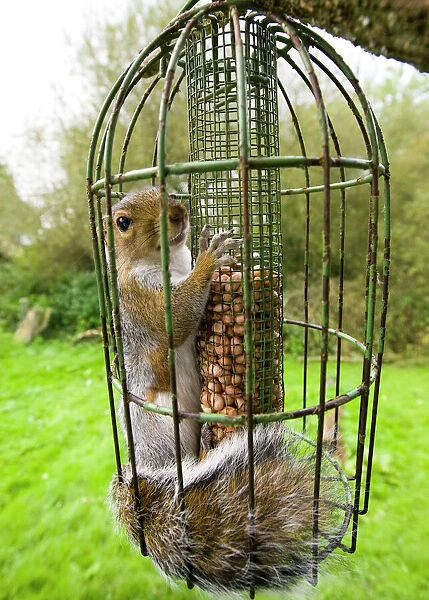 Grey Squirrel trapped inside a squirrel proof bird feeder UK September