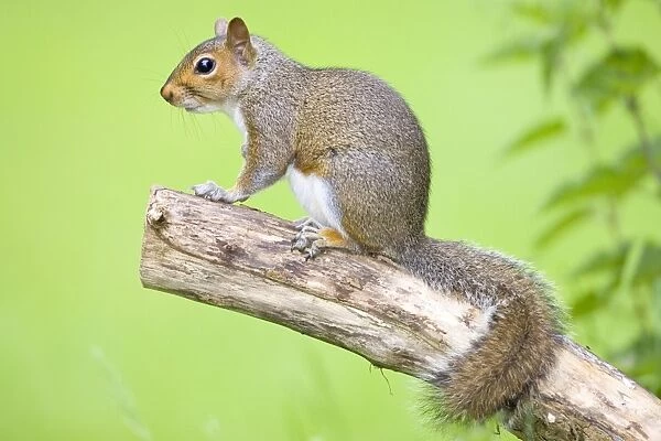 Grey Squirrel On tree branch Norfolk UK