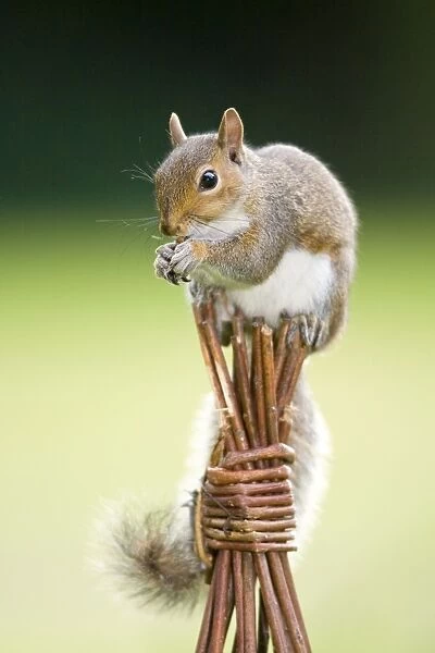 Grey Squirrel - on top of wicker garden support Norfolk UK
